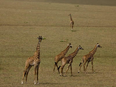 Giraffes Running In A Vast Flat African Landscape by Beverly Joubert Pricing Limited Edition Print image