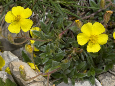 Yellow Flowers Of Ranunculus Montanus, Or Mountain Buttercup by Stephen Sharnoff Pricing Limited Edition Print image