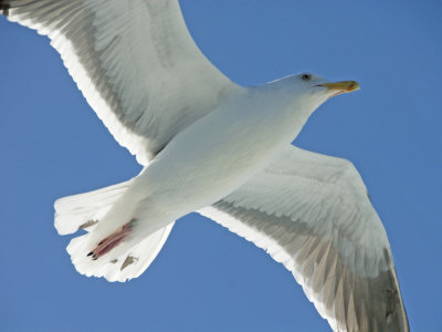 Close View Of A Flying Seagull From Below, Backlit By The Sun by Stephen Sharnoff Pricing Limited Edition Print image