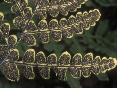 Underside Of The Fern, Pentagramma Triangularis, Or Goldback Fern by Stephen Sharnoff Pricing Limited Edition Print image