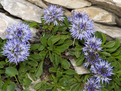 Globularia Cordifolia, The Matted Globularia, Among Mountain Rocks by Stephen Sharnoff Pricing Limited Edition Print image