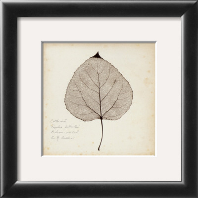 Cottonwood Leaf by Booker Morey Pricing Limited Edition Print image