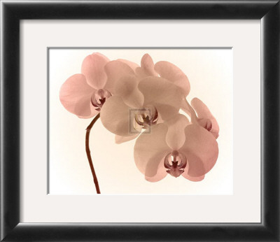 Orchid Dawn Ii by Katja Marzahn Pricing Limited Edition Print image