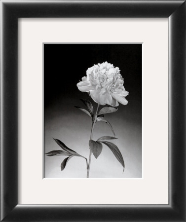 Peonies by Elizabeth King Brownd Pricing Limited Edition Print image