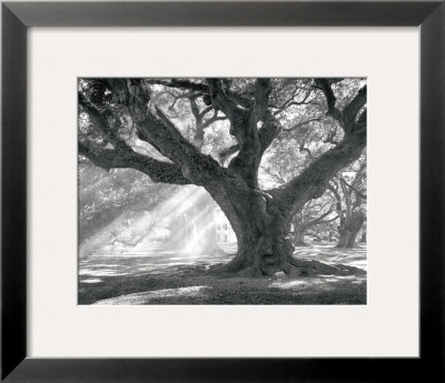 Andrew Oak, Afternoon Light by William Guion Pricing Limited Edition Print image