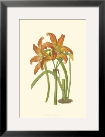 Lily Varieties Iv by Samuel Curtis Pricing Limited Edition Print image
