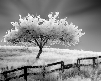 Ethereal Tree by Robert Jones Pricing Limited Edition Print image