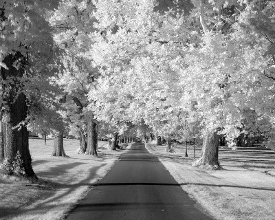 Kentucky Horse Park Lane by Robert Jones Pricing Limited Edition Print image