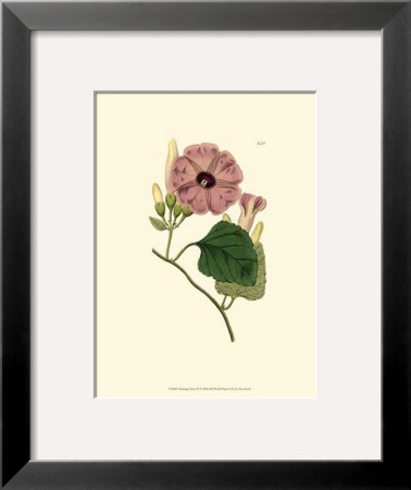 Morning Glory Ii by Van Houtt Pricing Limited Edition Print image