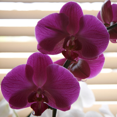 Purple Orchids Iii by Nicole Katano Pricing Limited Edition Print image
