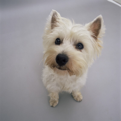 Portrait Of Westie West Highland Terrier Sitting, Looking Up by Jane Burton Pricing Limited Edition Print image