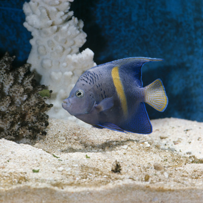 Yellowbar Purplemoon Angelfish Captive by Jane Burton Pricing Limited Edition Print image