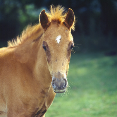 British Show Pony, Head Portrait Of Colt Foal, Losing His Foal Coat On His Face, Uk by Jane Burton Pricing Limited Edition Print image