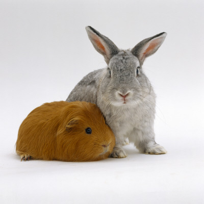 Red Guinea Pig With Silver Fox Rabbit by Jane Burton Pricing Limited Edition Print image