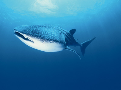 Whale Shark, Indo Pacific by Jurgen Freund Pricing Limited Edition Print image
