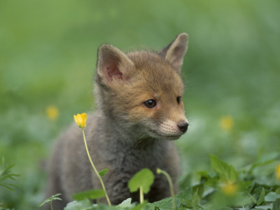 Red Fox Cub At A Rehab Centre, Scotland, Uk by Niall Benvie Pricing Limited Edition Print image