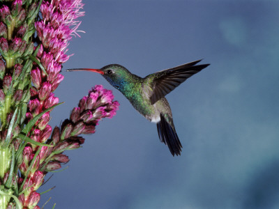 Broad Billed Hummingbird (Cynanthus Latirostris) Az, Usa Madera Canyon, Arizona by Mary Mcdonald Pricing Limited Edition Print image
