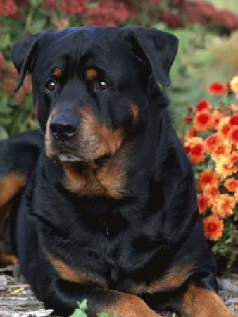 Rottweiler Dog Portrait, Illinois, Usa by Lynn M. Stone Pricing Limited Edition Print image