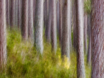 Abstract Of Caledonian Pine Forest, Abernethy, Scotland, Uk by David Tipling Pricing Limited Edition Print image