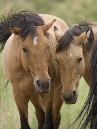 Mustang / Wild Horse Mare And Stallion Bothered By Flies In Summer, Montana, Usa Pryor by Carol Walker Pricing Limited Edition Print image