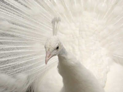 Albino India Blue Peafowl by Eric Baccega Pricing Limited Edition Print image