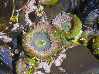 Aggregating Anemone, In Tidepool At Low Tide, Olympic National Park, Washington, Usa by Georgette Douwma Pricing Limited Edition Print image