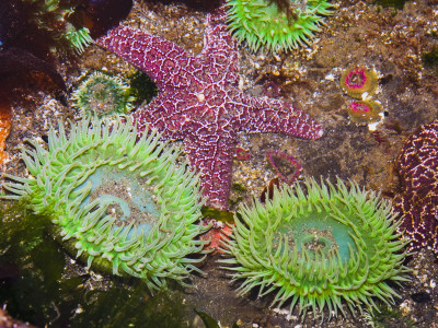 Giant Green Anemones, And Ochre Sea Stars, Olympic National Park, Washington, Usa by Georgette Douwma Pricing Limited Edition Print image