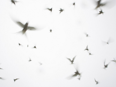 Arctic Terns Flying Against White Sky, Motion Blur Abstract, Isle Of May, Scotland, Uk by Pete Cairns Pricing Limited Edition Print image