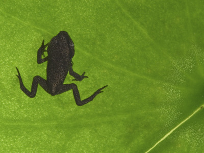 Common Frog Juvenile, Viewed Through Leaf, Belgium by Philippe Clement Pricing Limited Edition Print image