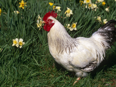 Domestic Chicken, Rooster Amongst Daffodils, Usa by Lynn M. Stone Pricing Limited Edition Print image