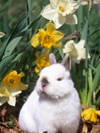 Netherland Dwarf Dometic Rabbit Amongst Daffodils, Usa by Lynn M. Stone Pricing Limited Edition Print image