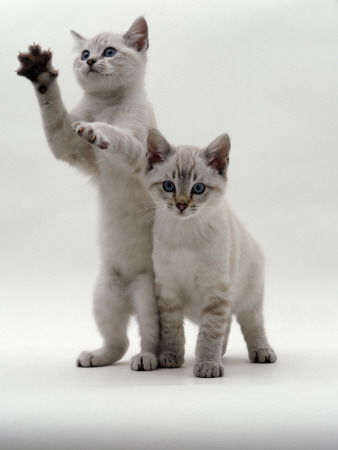 Domestic Cat, Two Blue-Eyed Sepia Snow Bengal Kittens, One Reaching Up by Jane Burton Pricing Limited Edition Print image