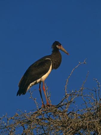 Abdims Stork, At Top Of Tree, Kgalagadi Transfrontier Park, South Africa by Pete Oxford Pricing Limited Edition Print image