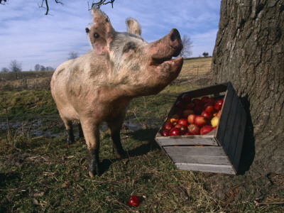Domestic Pig, Feeding On Apples, Illinois, Usa by Lynn M. Stone Pricing Limited Edition Print image