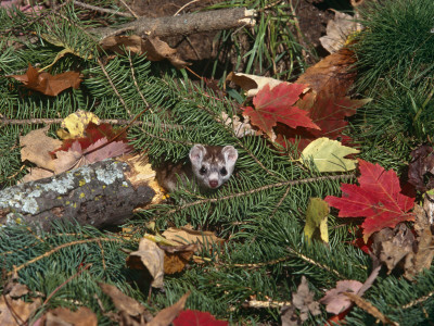 Stoat, Amongst Leaf Litter, Usa by Lynn M. Stone Pricing Limited Edition Print image