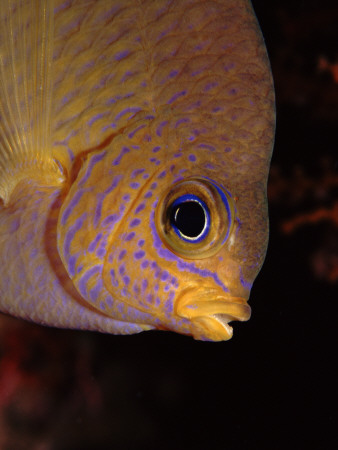 Golden Damselfish Portrait, Indo-Pacific by Jurgen Freund Pricing Limited Edition Print image