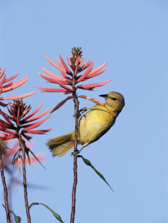 Hooded Oriole Female At Flower, Texas, Usa by Rolf Nussbaumer Pricing Limited Edition Print image