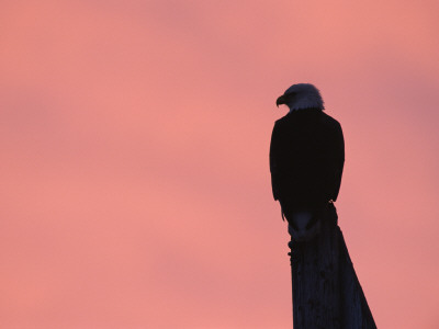 American Bald Eagle Silhouette At Sunrise, Alaska by Rolf Nussbaumer Pricing Limited Edition Print image