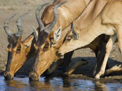 Red Hartebeest, Adults And Young Drinking, Etosha National Park, Namibia by Tony Heald Pricing Limited Edition Print image