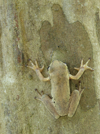 Mexican Treefrog Camouflaged On Tree Bark, Texas, Usa by Rolf Nussbaumer Pricing Limited Edition Print image