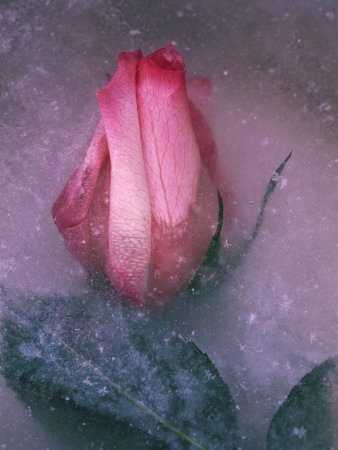 Rose Flower Frozen In Ice Wisconsin, Usa by Larry Michael Pricing Limited Edition Print image