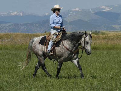 Woman Riding Quarter Horse, Colorado, Usa by Carol Walker Pricing Limited Edition Print image