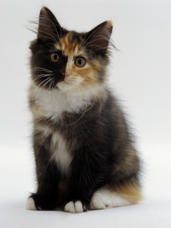 Domestic Cat, 9-Week Non-Pedigree Longhair Tortoiseshell-And-White Kitten by Jane Burton Pricing Limited Edition Print image
