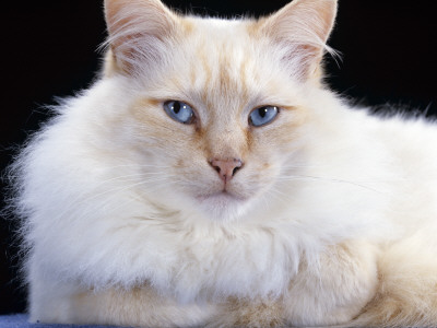 Domestic Cat, Red / Flame Male Birman by Jane Burton Pricing Limited Edition Print image