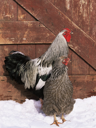 Silver Pencilled Wyandotte Domestic Chicken Pair, In Snow, Usa by Lynn M. Stone Pricing Limited Edition Print image