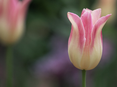 Cultivated Tulip Flower, Usa by Lynn M. Stone Pricing Limited Edition Print image