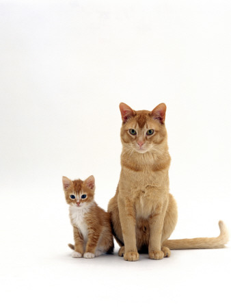 Domestic Cat, Red Female Kitten With Her Father by Jane Burton Pricing Limited Edition Print image