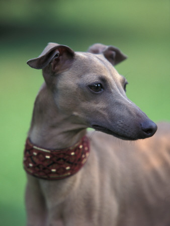 Fawn Whippet Wearing A Collar, Lookig Away by Adriano Bacchella Pricing Limited Edition Print image