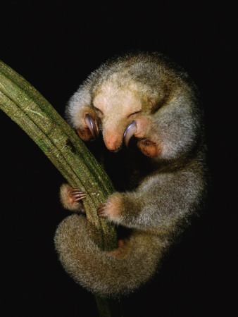 Pygmy Anteater Resting, Guyana, South America, Note Claws For Climbing by Pete Oxford Pricing Limited Edition Print image
