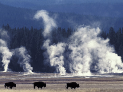 Landscape With Bison And Steam From Geysers, Yellowstone National Park, Wyoming Us by Pete Cairns Pricing Limited Edition Print image